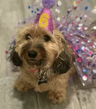 Ruby - original photo