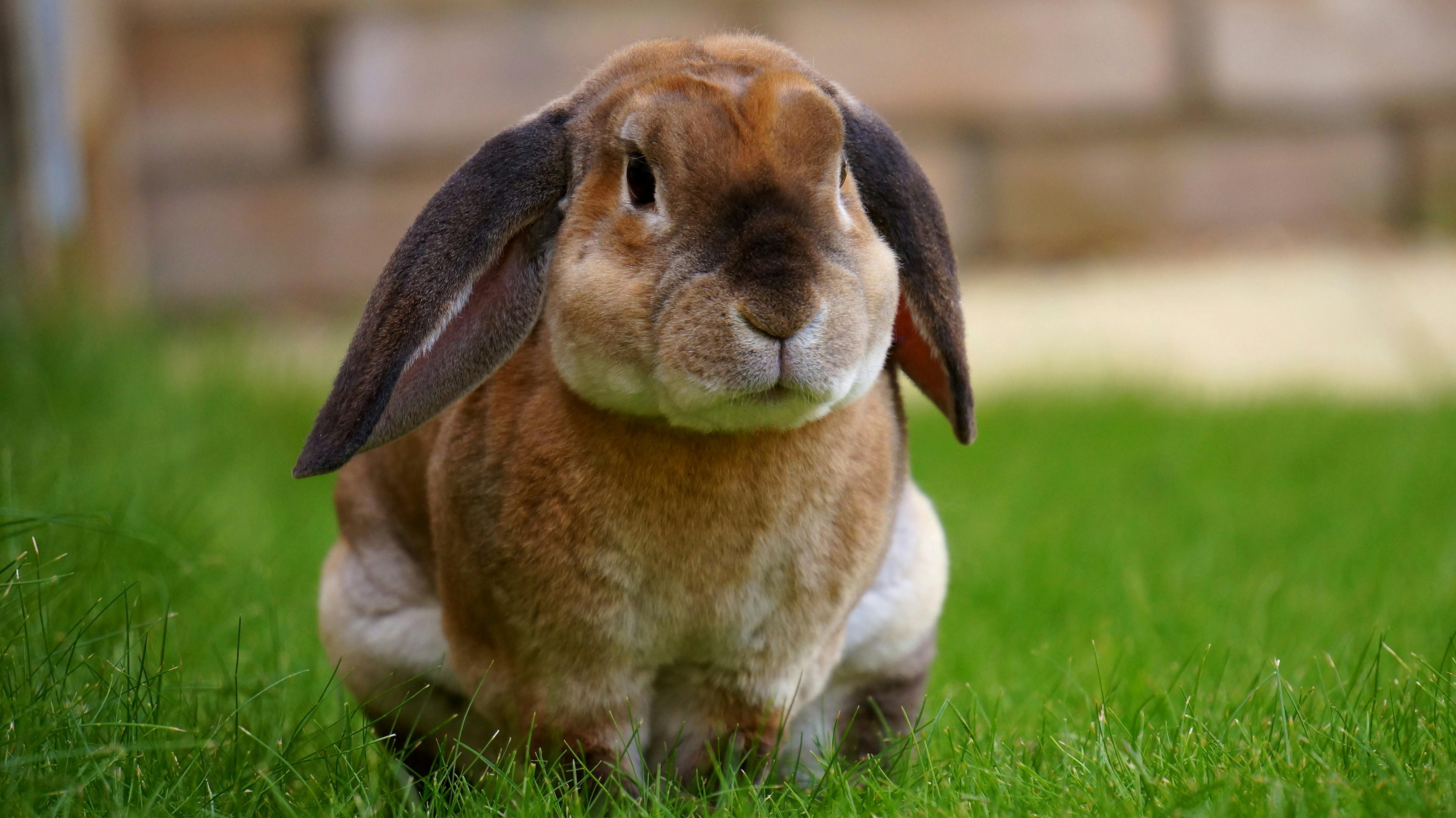 First pet photo