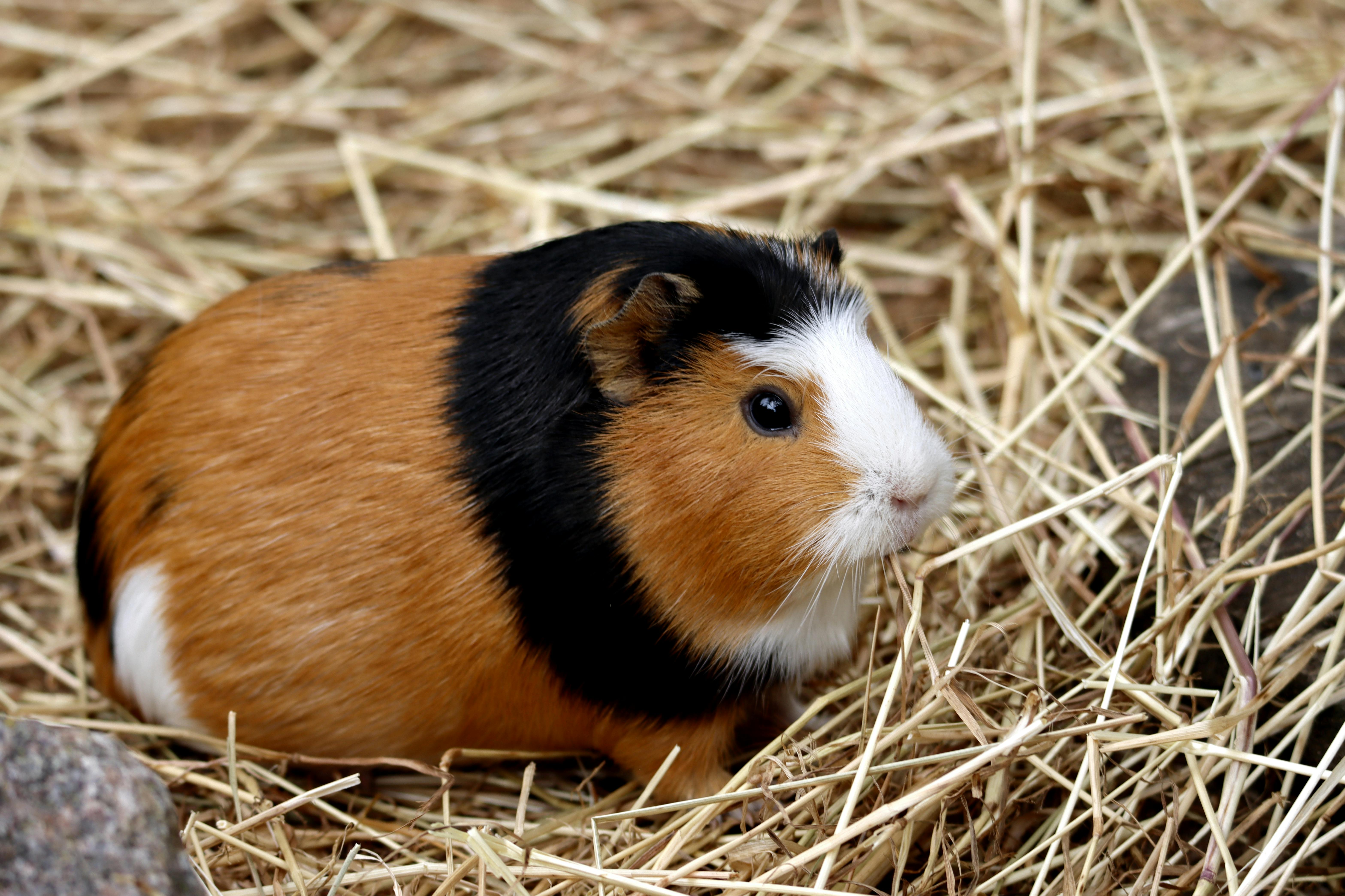 Second pet photo